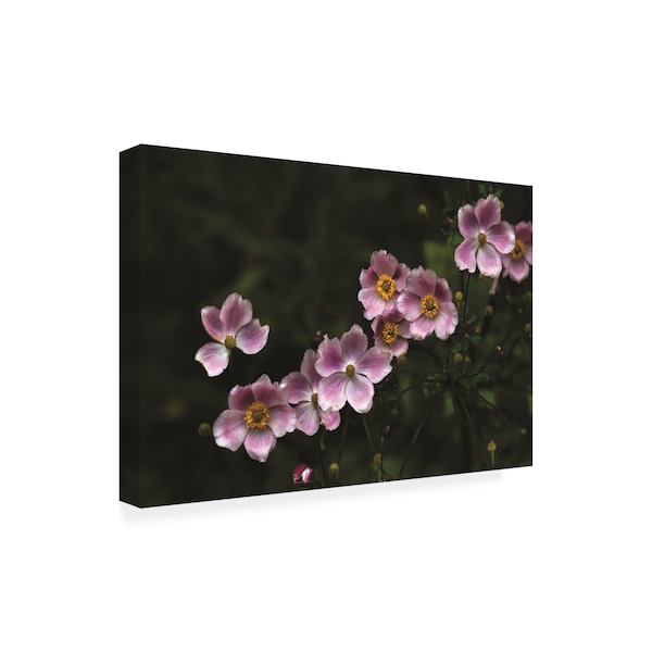 Kurt Shaffer Photographs 'Pink In The Garden' Canvas Art,30x47